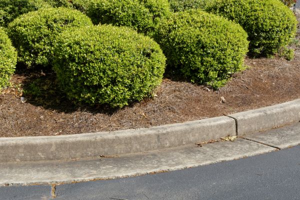 Pine Mulch Installation in Madera