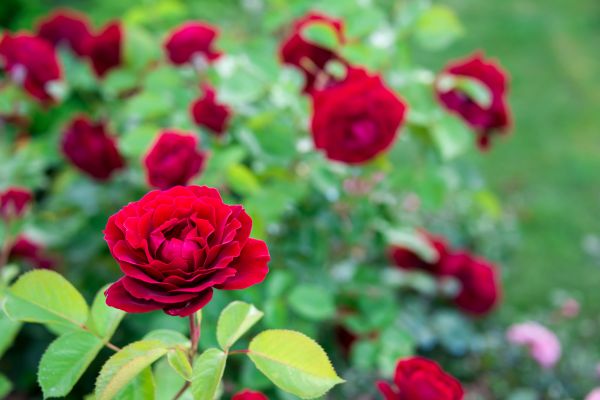 Rose Planting in Madera