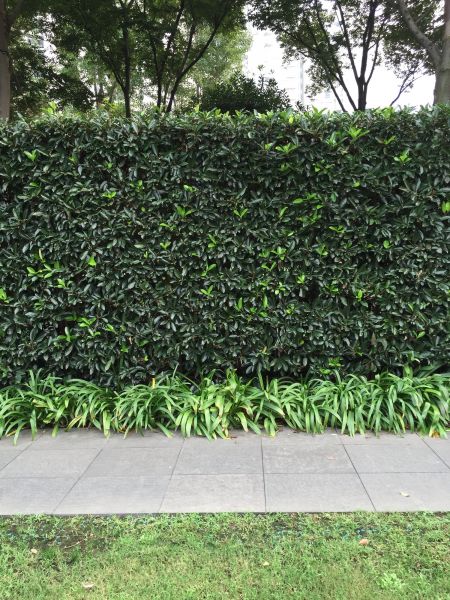 Privacy Shrub Planting in Madera