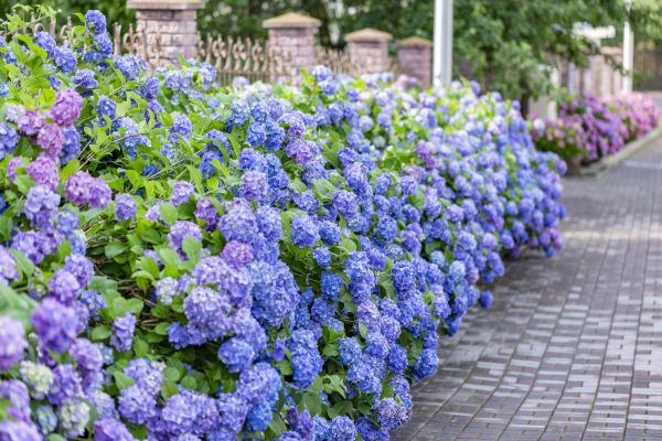 Hydrangea Landscaping in Madera