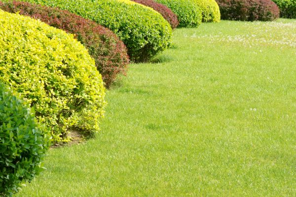 Shrubbery Planting in Madera