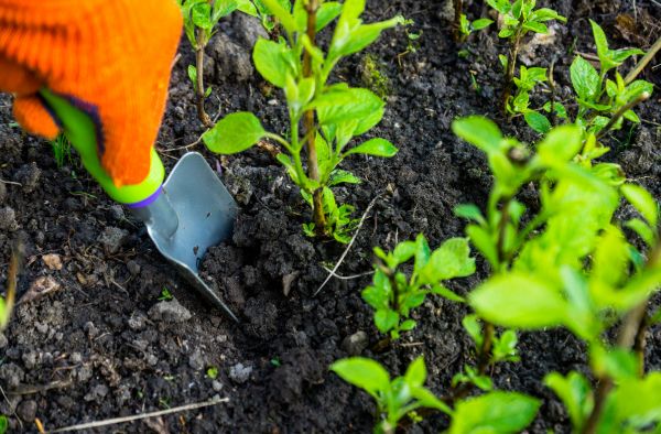 Hydrangea Planting in Madera
