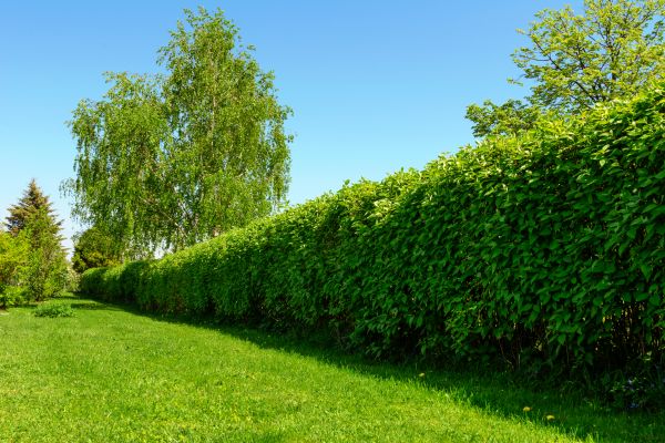 Hedge Replacement in Madera