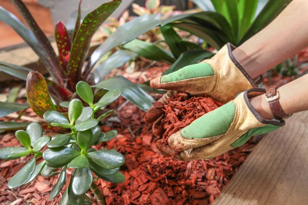 Cedar Mulch Installation in Madera