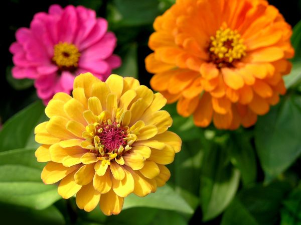 Zinnia Planting in Madera