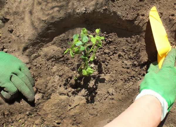 Rose Bush Planting in Madera