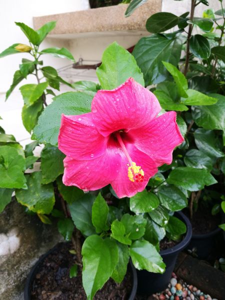 Hibiscus Planting in Madera