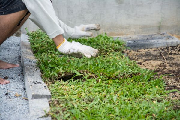 Ground Cover Planting in Madera