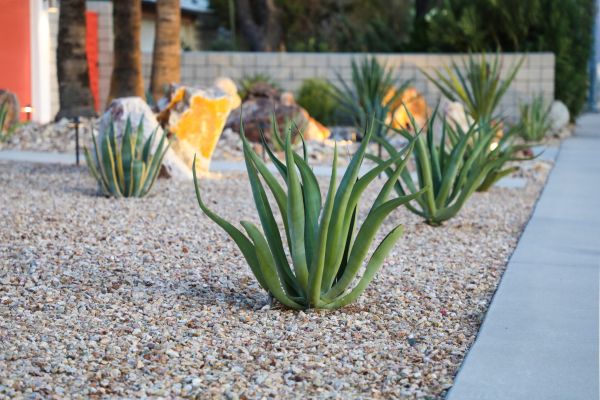 Drought Resistant Landscaping in Madera