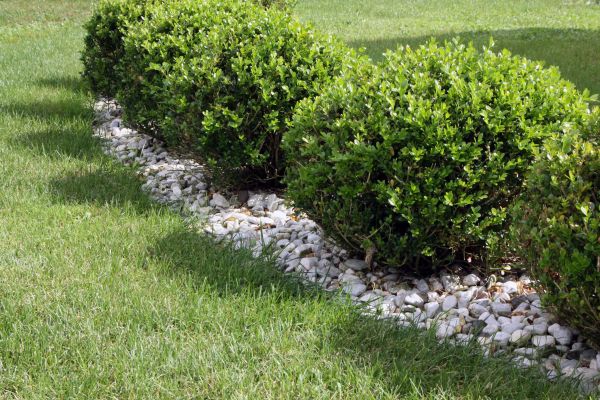 Boxwood Planting in Madera