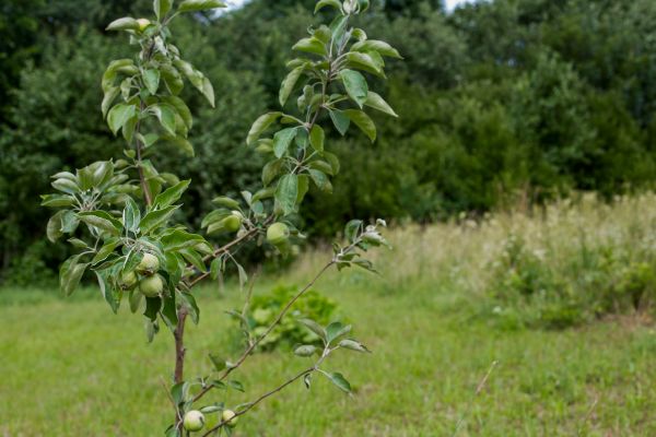 Apple Tree Planting in Madera