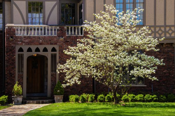 Dogwood Tree Planting in Madera